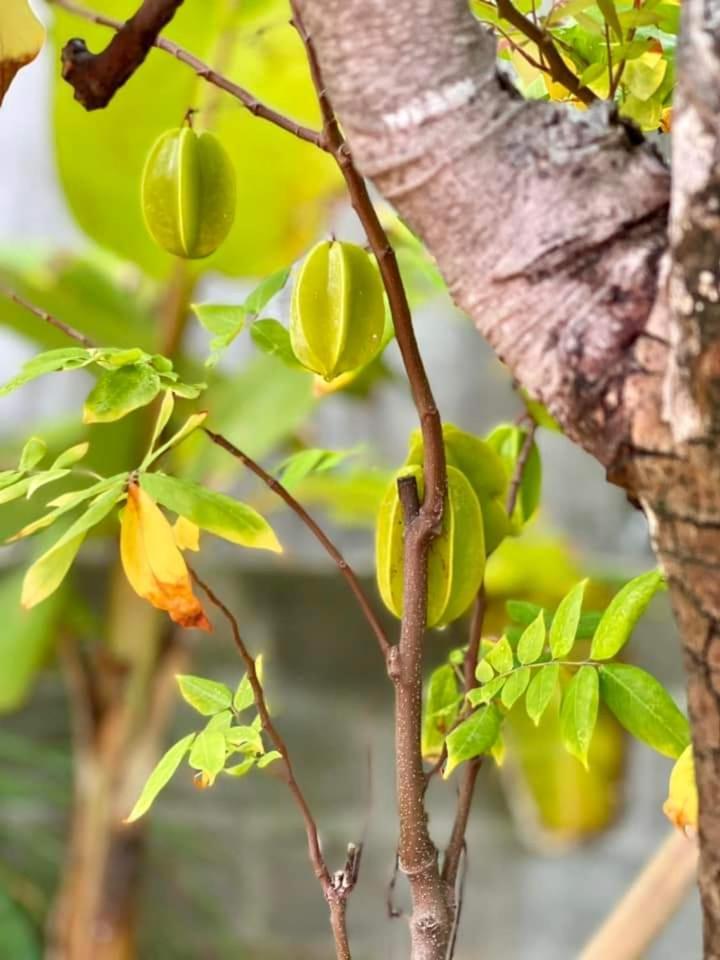 Golden Lotus Spa & Homestay Ap Thien Phuoc Eksteriør billede